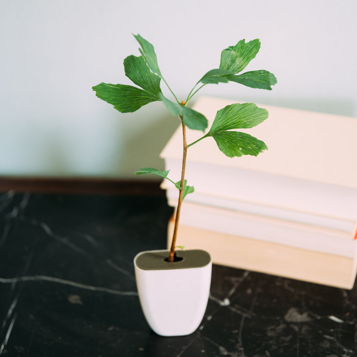 Mini-Ginkgobaum als Deko