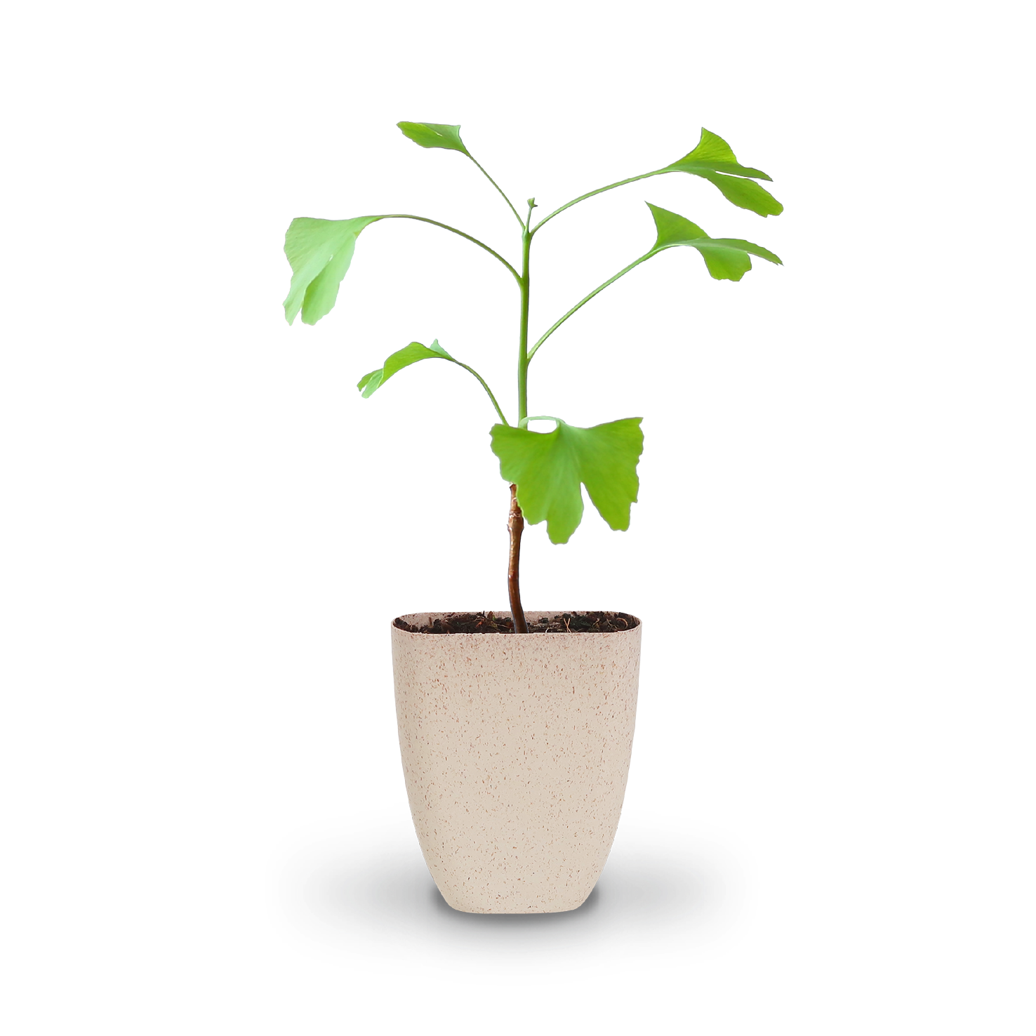 Mini-Ginkgobaum als Geschenkidee