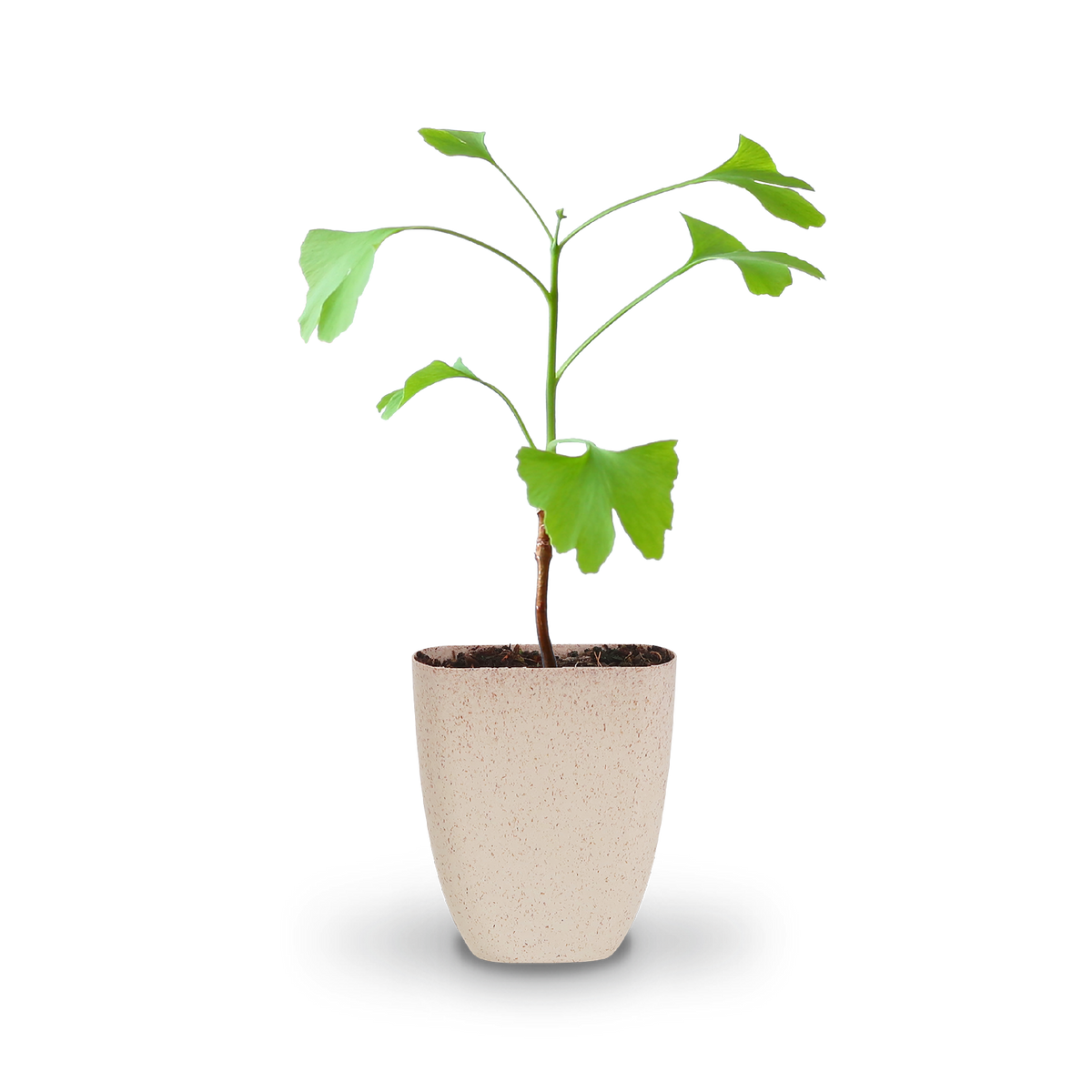 Mini-Ginkgobaum (nachhaltiges Geschenk)