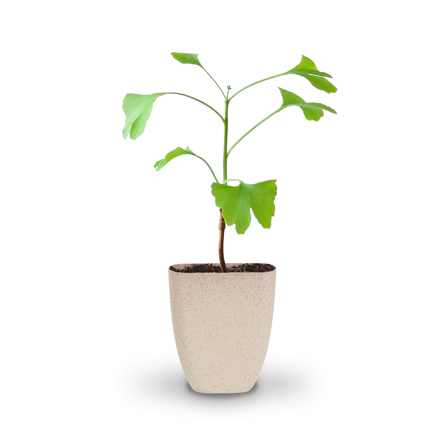 Mini-Ginkgobaum (nachhaltiges Geschenk)