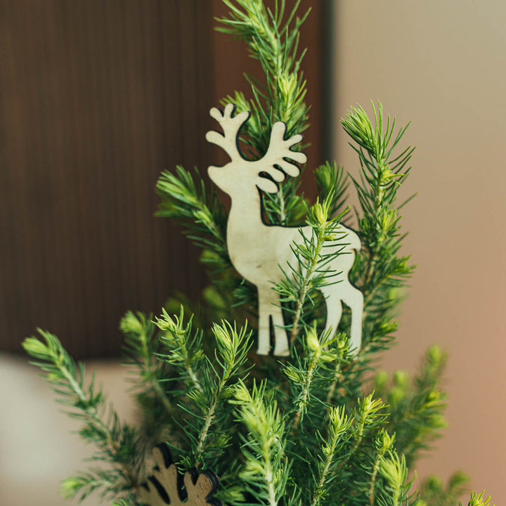 Echter Mini-Weihnachtsbaum für drinnen