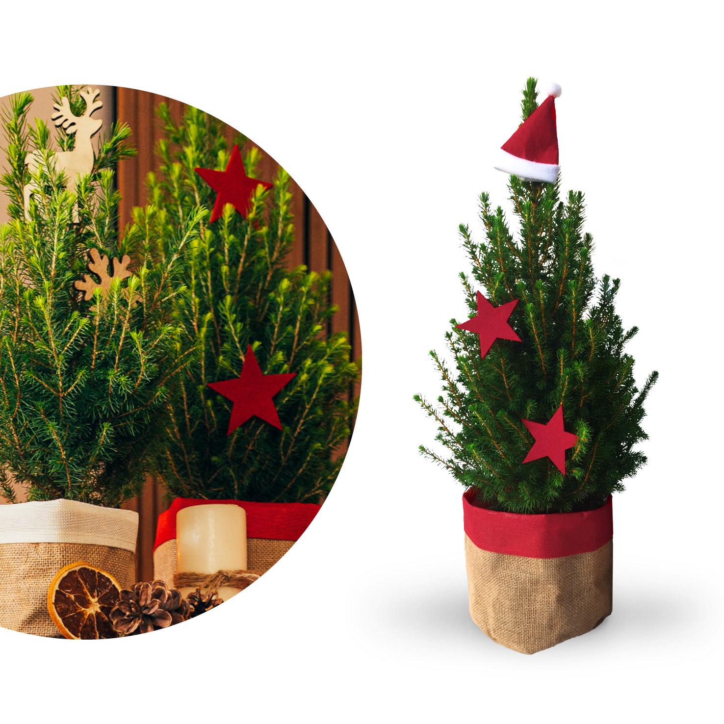 Echten Mini-Weihnachtsbaum geschmückt kaufen