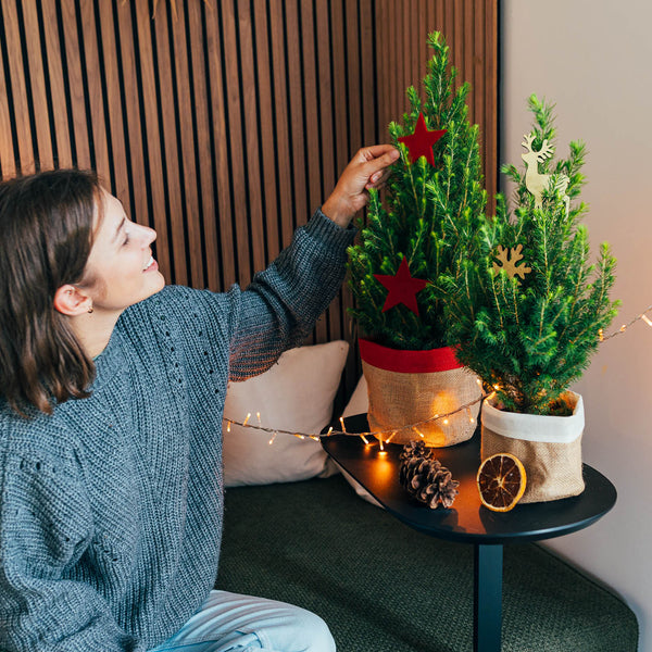 Pica glauca 'Conica' als geschmückter Mini-Weihnachtsbaum