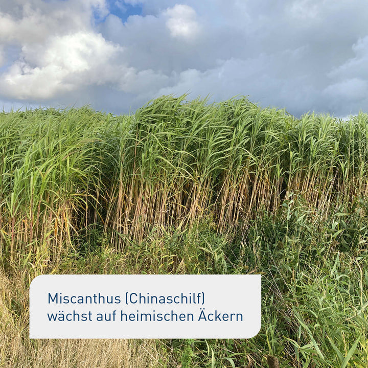 Heimisches Miscanthus-Feld in Deutschland