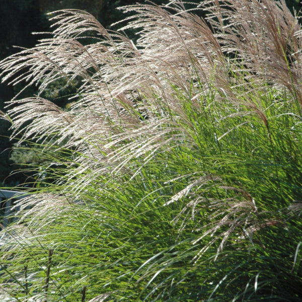 Miscanthus sinensis 'Adagio'