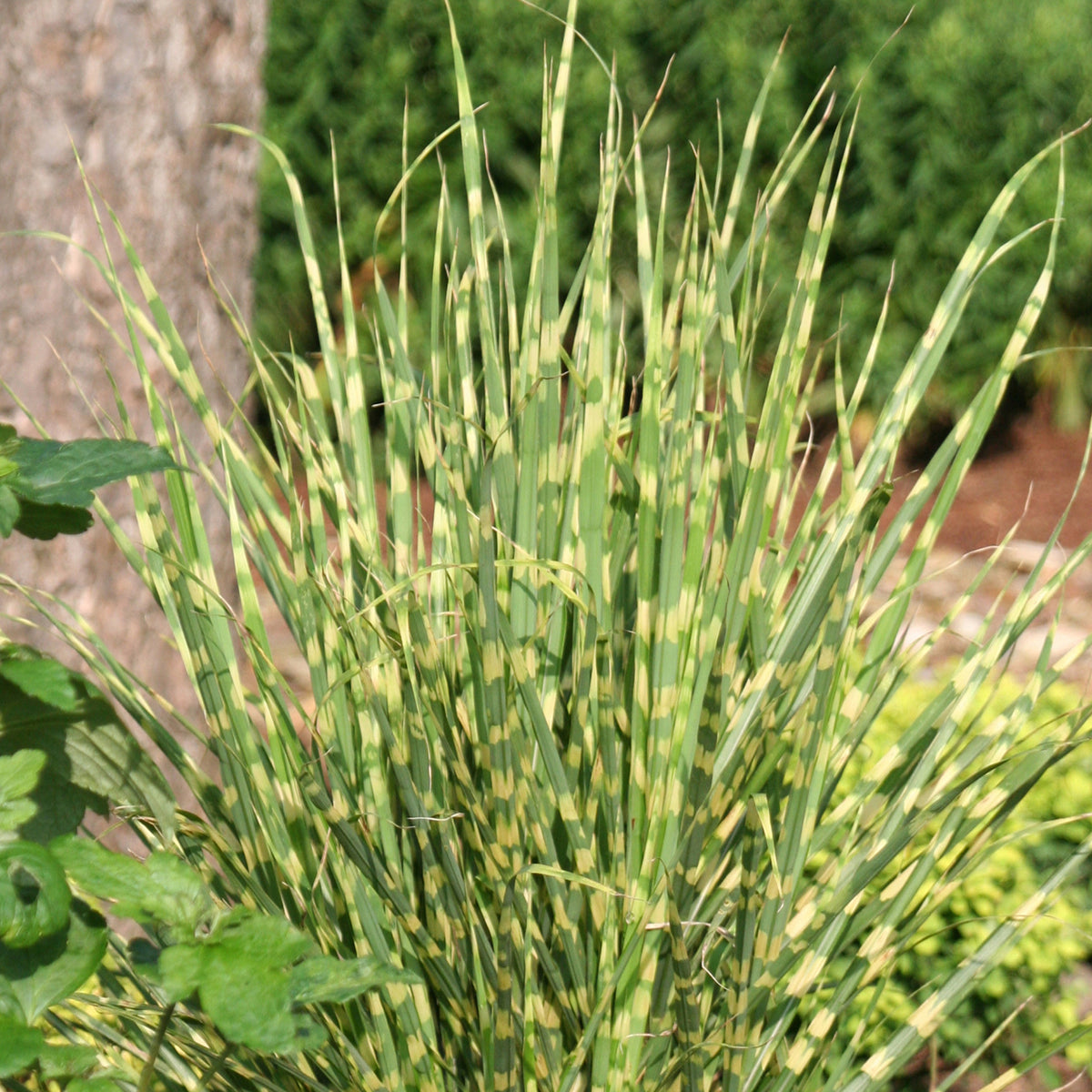 Miscanthus sinensis 'Gold Bar'