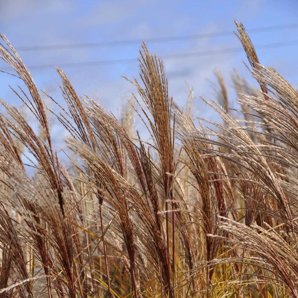 Miscanthus sinensis 'Gracillimus'