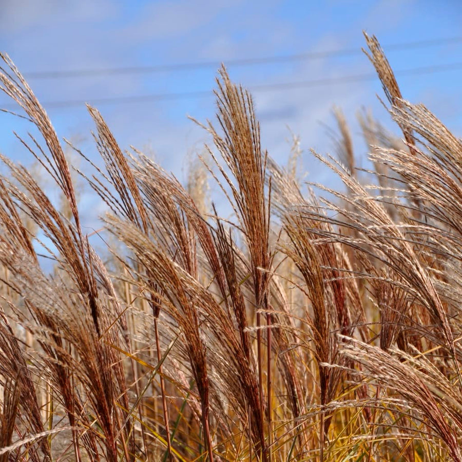 Miscanthus sinensis 'Gracillimus'