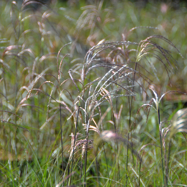 Miscanthus sinensis 'Graziella'