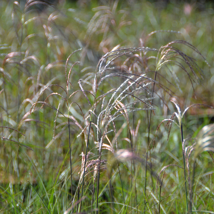 Miscanthus sinensis 'Graziella'