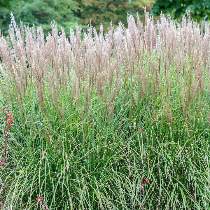 Miscanthus sinensis 'Hermann Müssel'