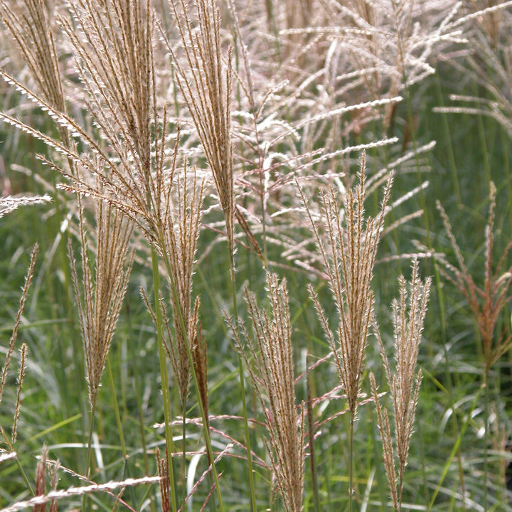Miscanthus sinensis 'Kleine Fontäne'