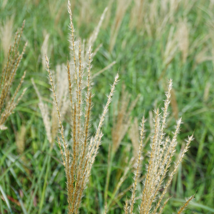 Miscanthus sinensis 'Little Miss' ®