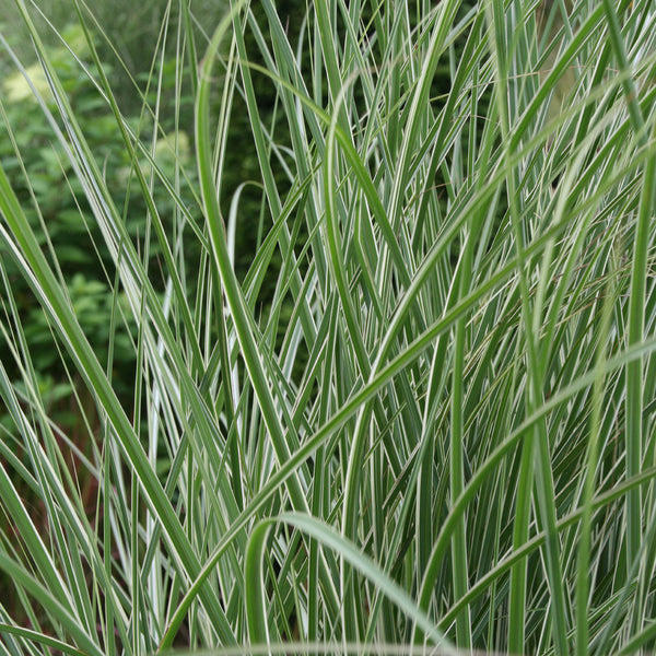 Miscanthus sinensis 'Morning Light'
