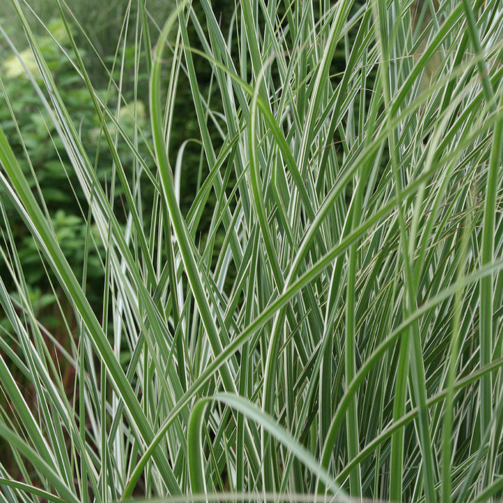Miscanthus sinensis 'Morning Light'