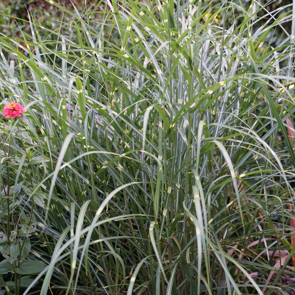 Miscanthus sinensis 'Strictus'