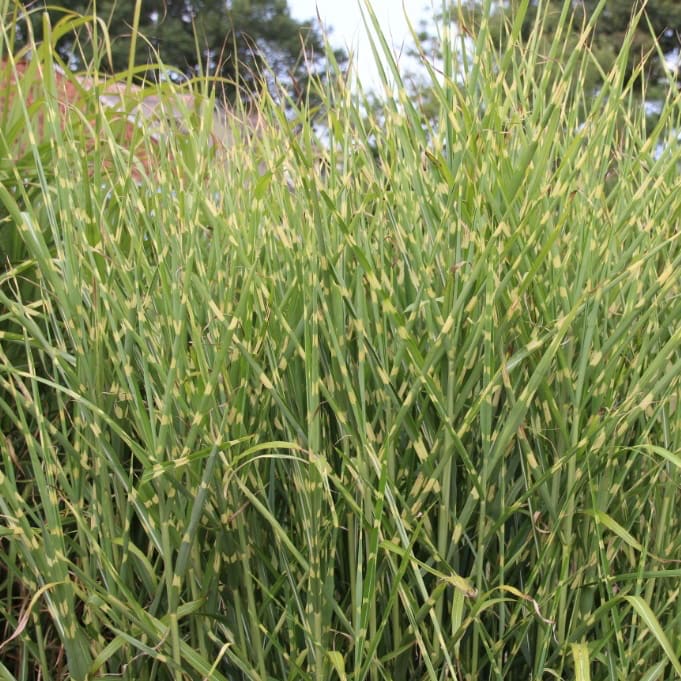 Miscanthus sinensis 'Strictus'