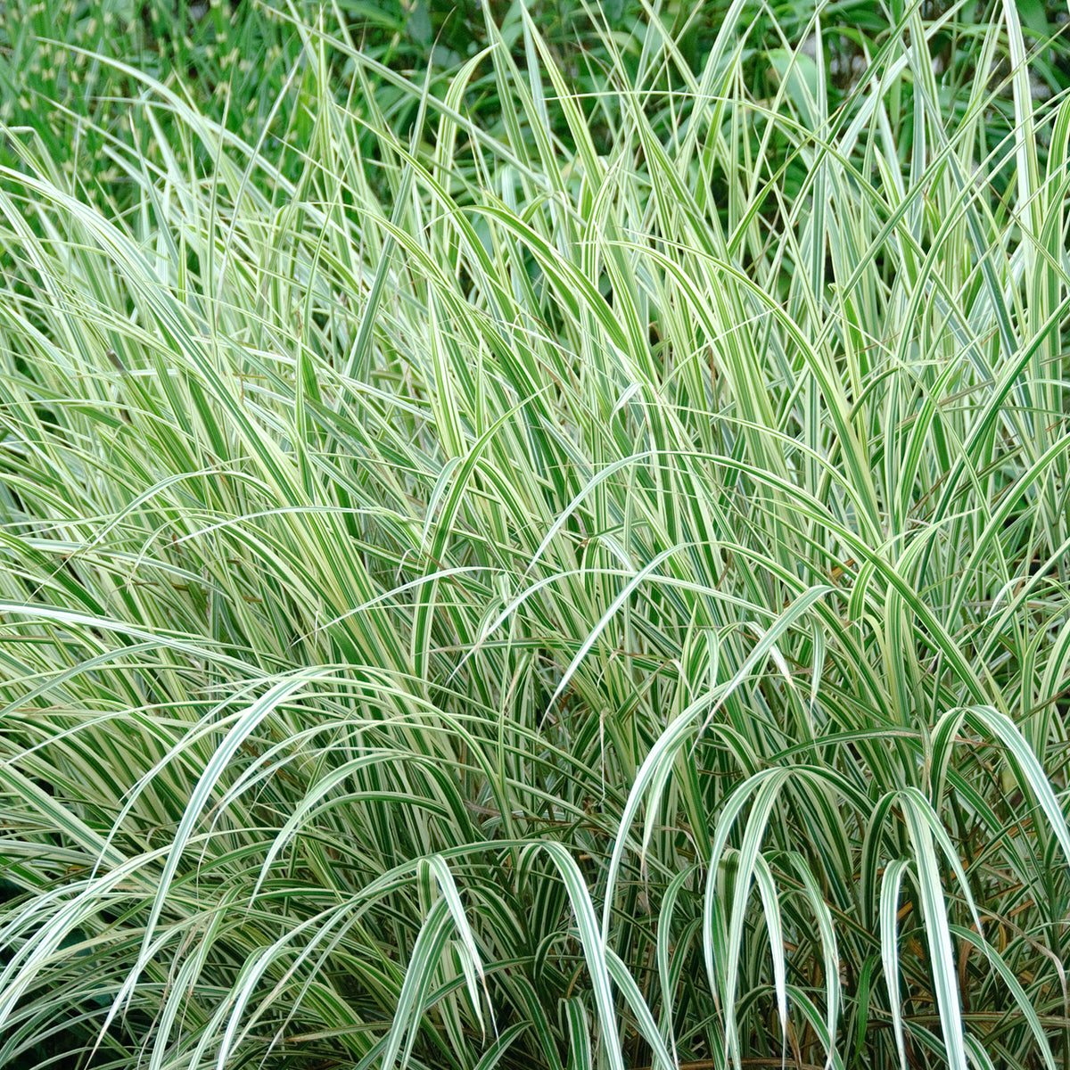 Miscanthus sinensis 'Variegatus'