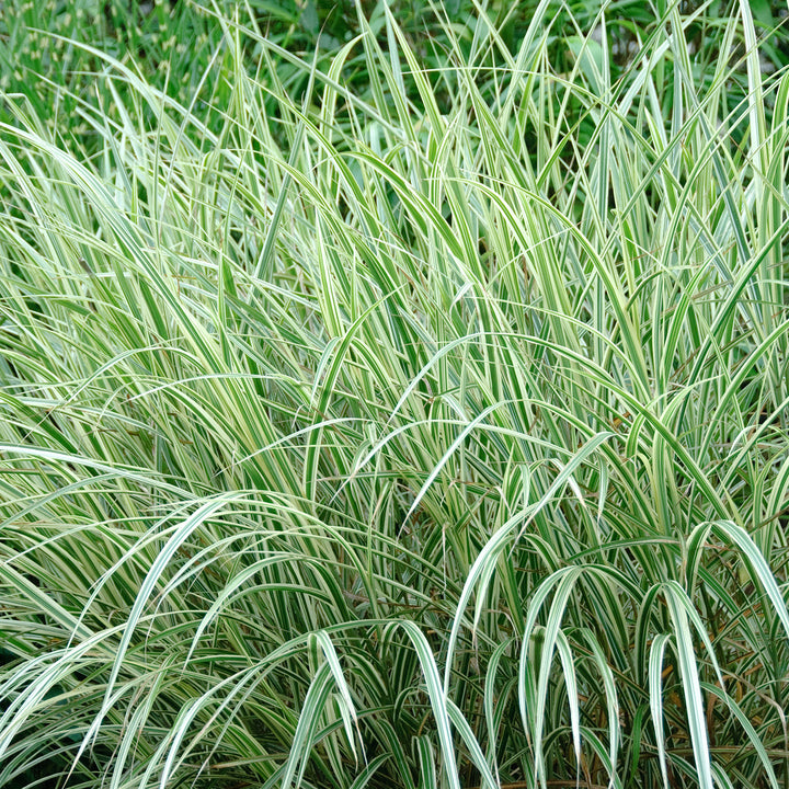 Miscanthus sinensis 'Variegatus'