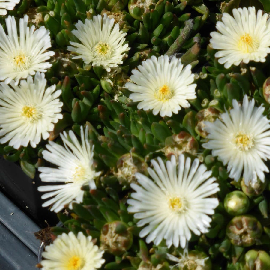 Mittagsblume 'Album' Weiß