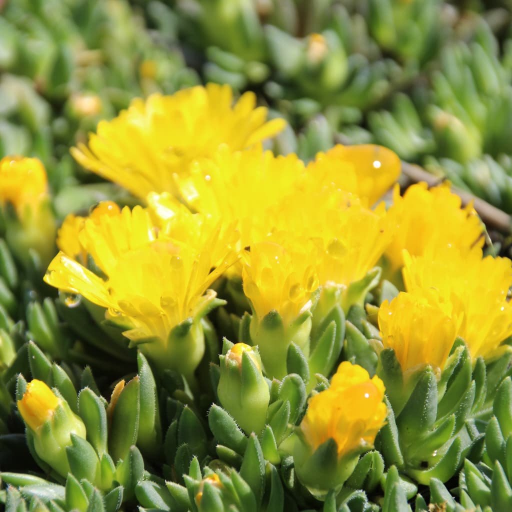 Mittagsblume Gelb