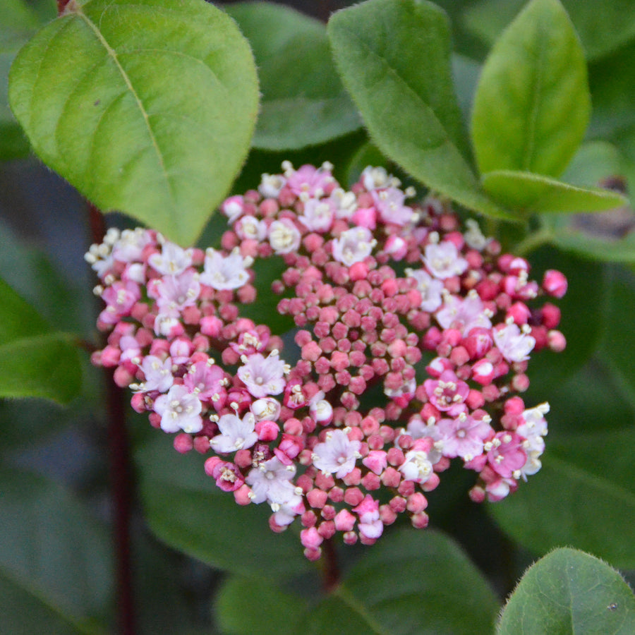 Blüte des Mittelmeer-Schneeballs 'Lisarose®'
