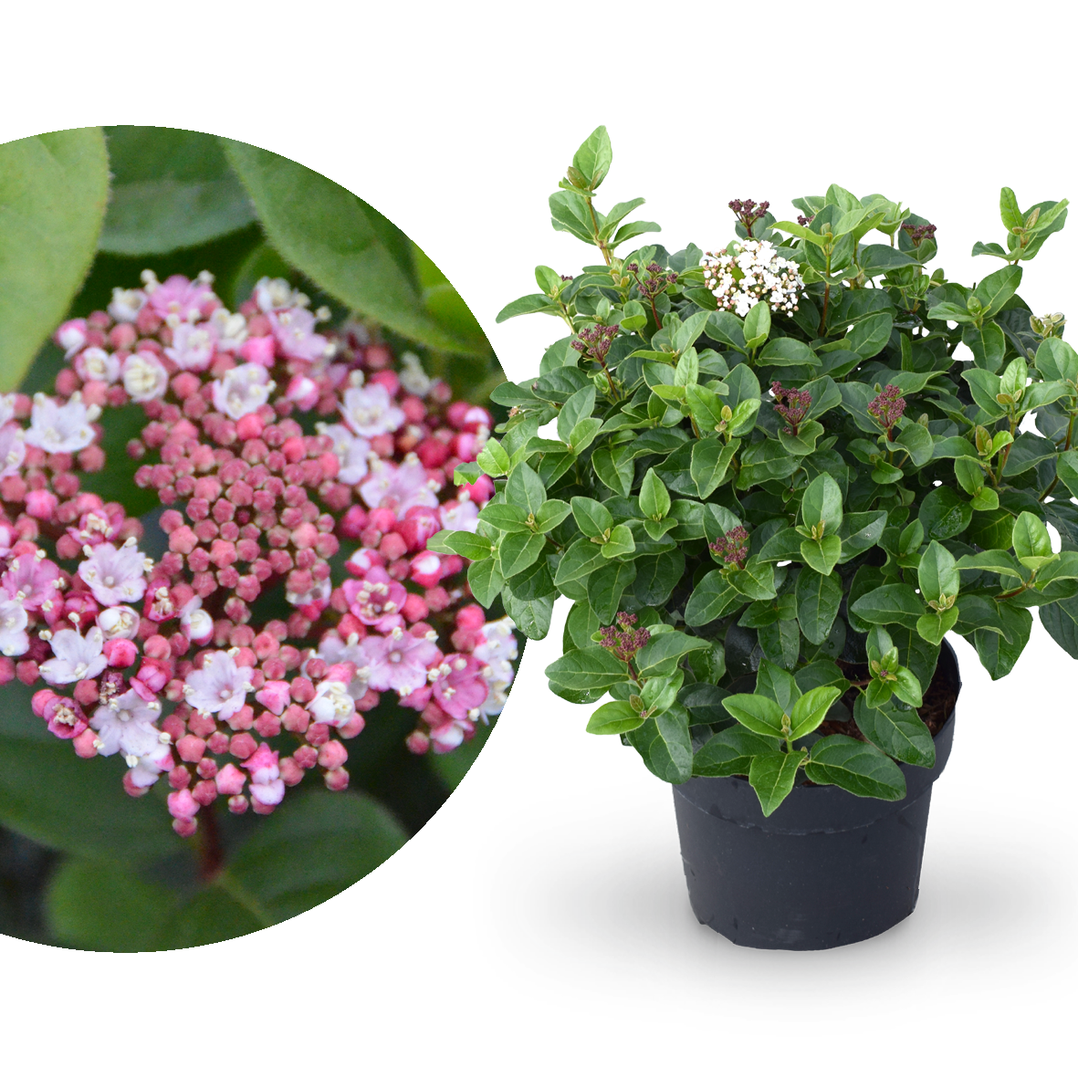 Mittelmeer-Schneeball 'Lisarose®' Weiß