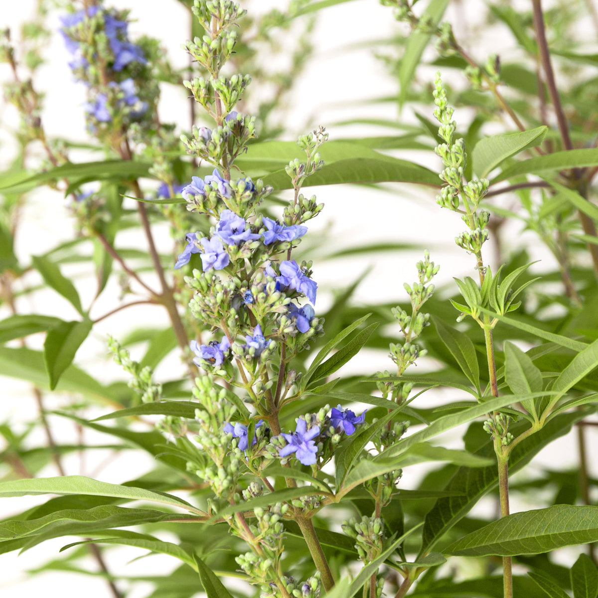Blüten des Mönchspfeffers 'Delta Blues®'