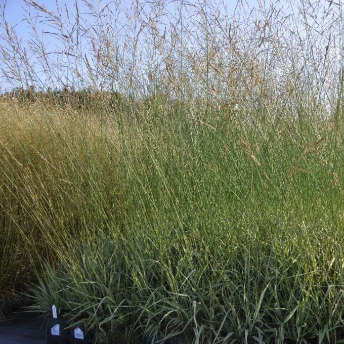 Molinia arundinacea 'JS Mostenveld'