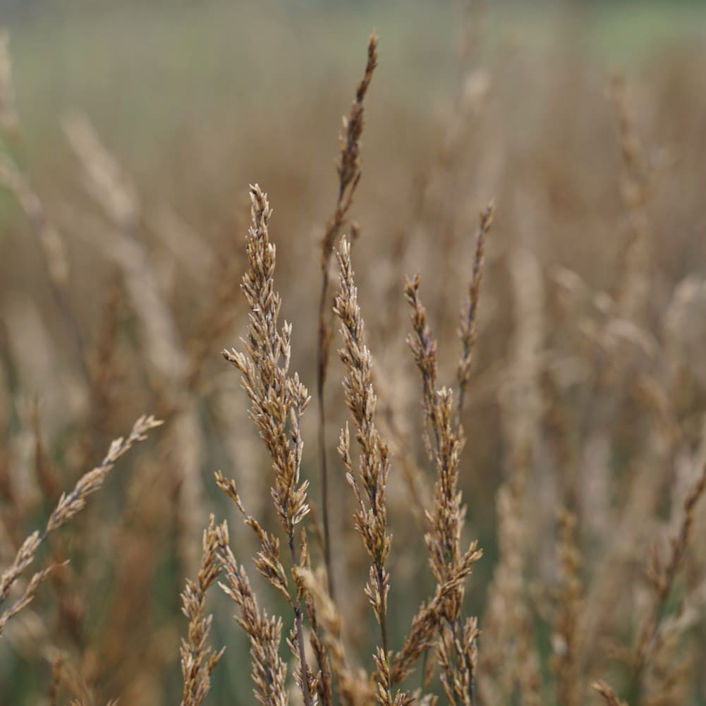 Molinia caerulea 'Edith Dudszus'