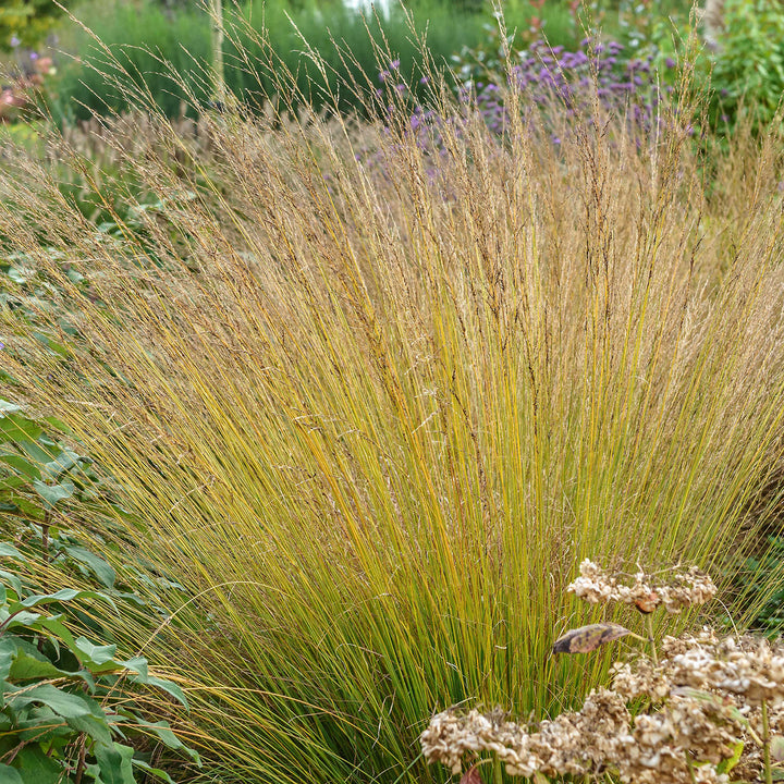 Molinia caerulea 'Heidebraut'
