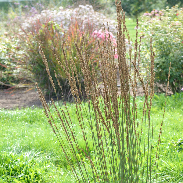 Molinia caerulea 'Moorhexe'