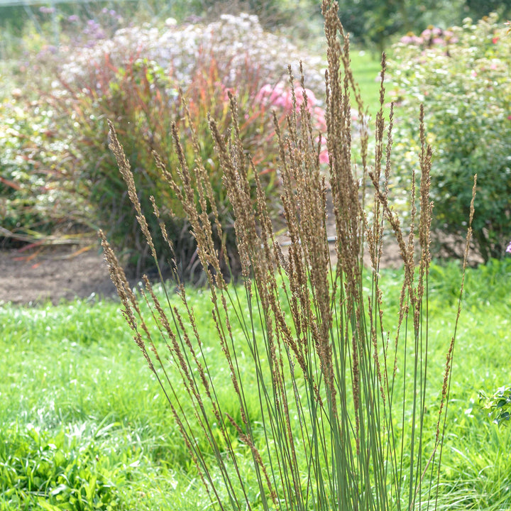 Molinia caerulea 'Moorhexe'