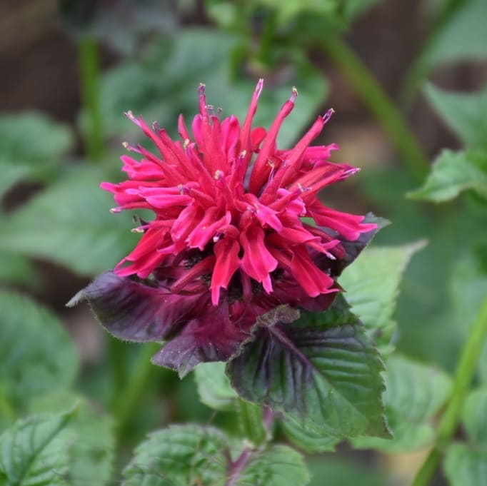 Monarda didyma 'Fireball'