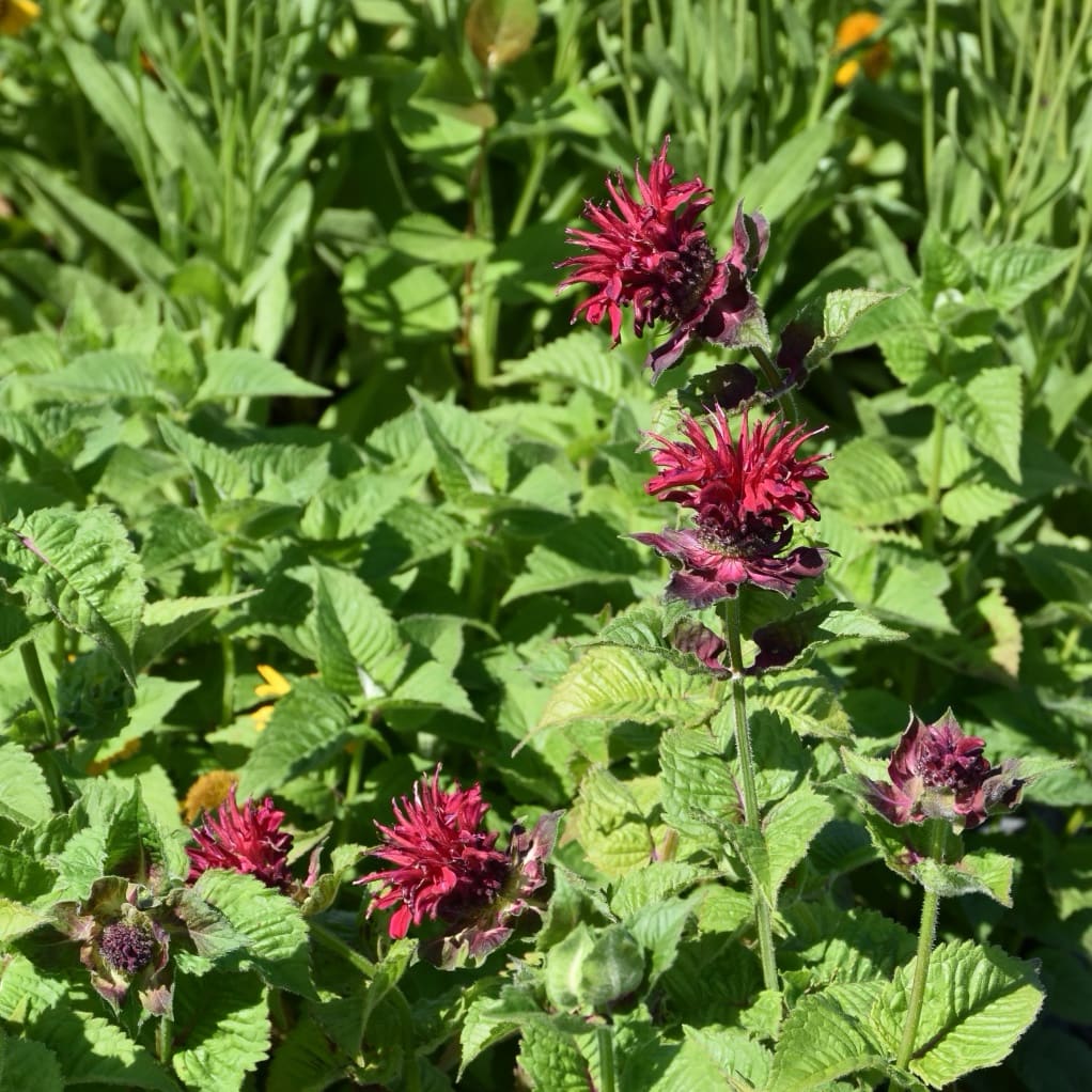 Monarda didyma 'Fireball'