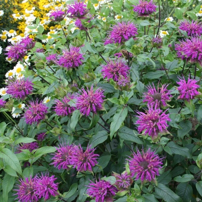 Monarda fistulosa 'Blaustrumpf'