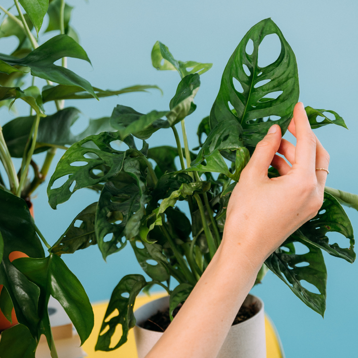Blätter der Monstera-Sorten