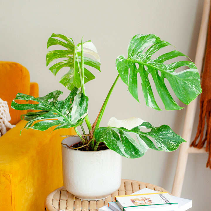 Monstera deliciosa 'Variegata' im Wohnzimmer