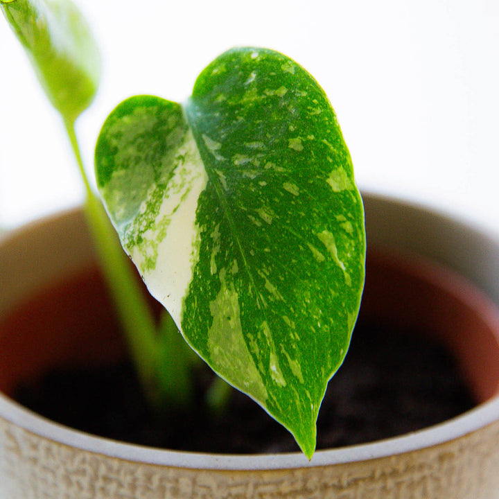 Panaschiertes Blatt des Monstera deliciosa 'Thai Constellation' Ablegers