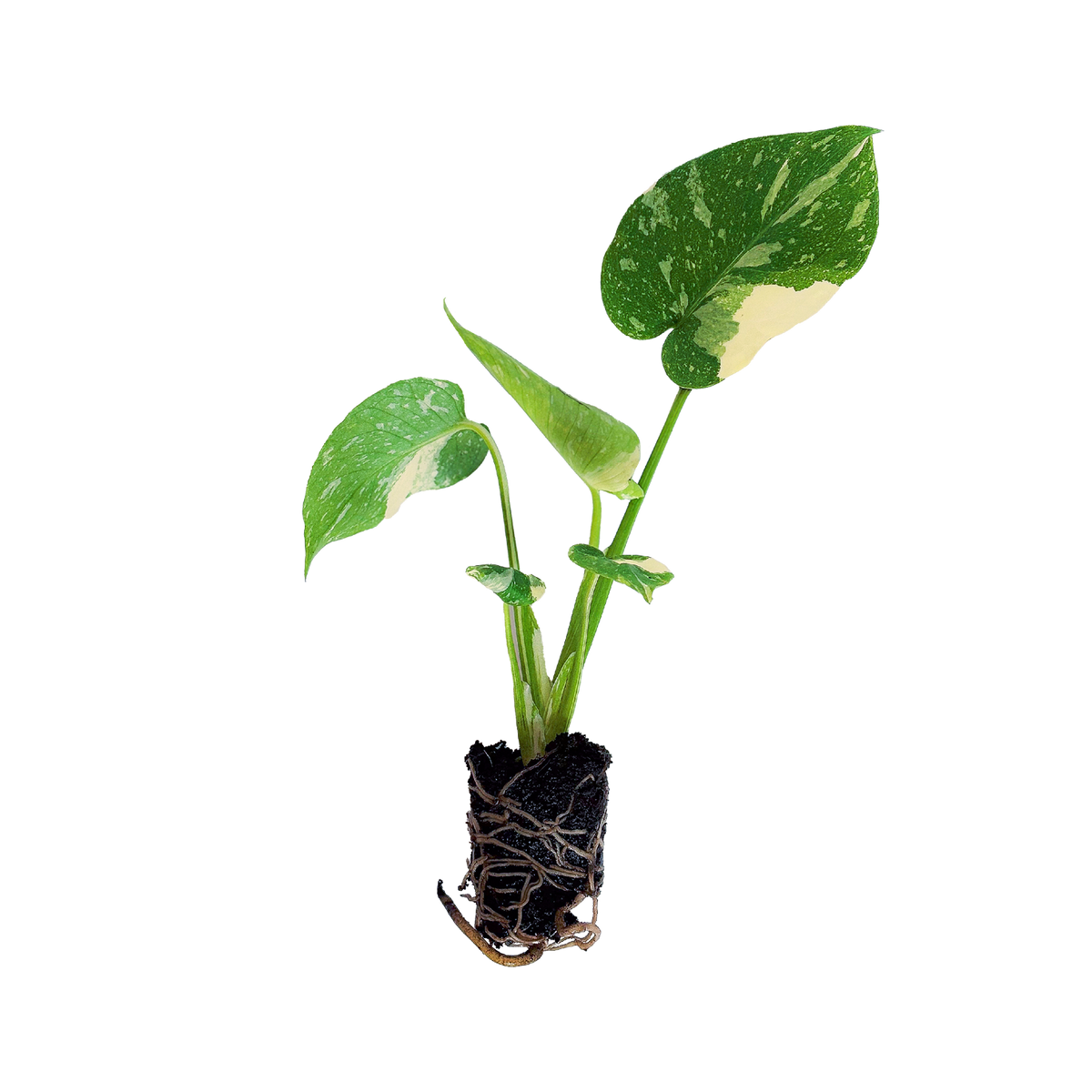 Babypflanze Monstera deliciosa 'Thai Constellation'