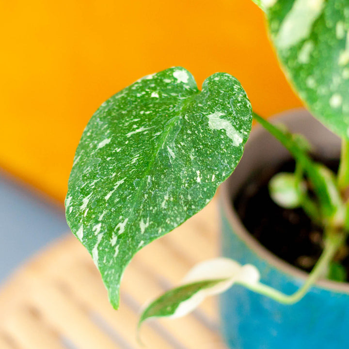 Panaschiertes Blatt der Monstera deliciosa 'Thai Constellation'