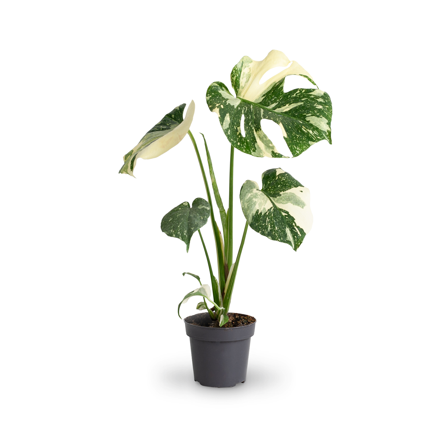 Große Monstera deliciosa 'Thai Constellation'