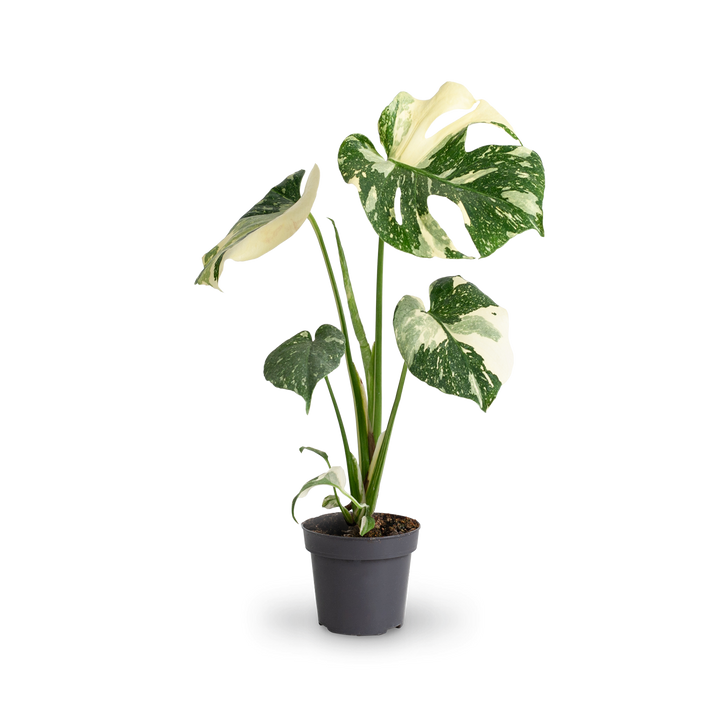 Große Monstera deliciosa 'Thai Constellation'