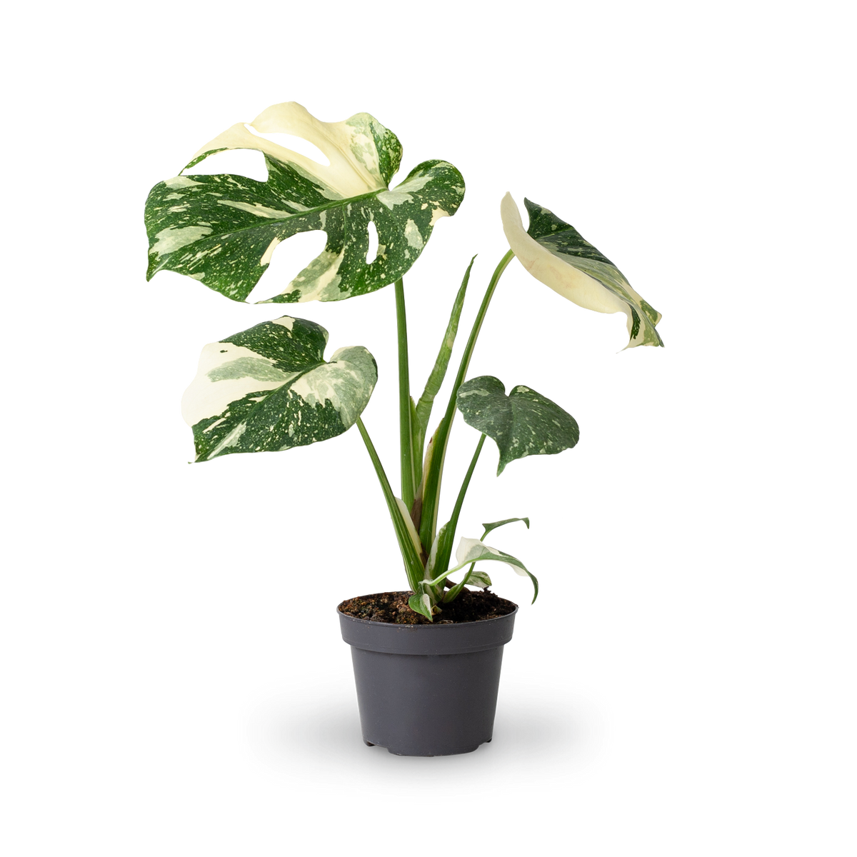 Monstera deliciosa 'Thai Constellation' (Rarität) kaufen