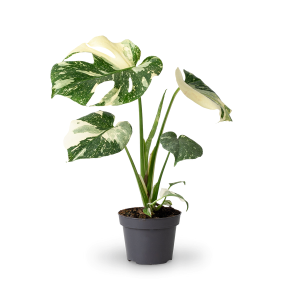 Monstera deliciosa 'Thai Constellation' (Rarität) kaufen