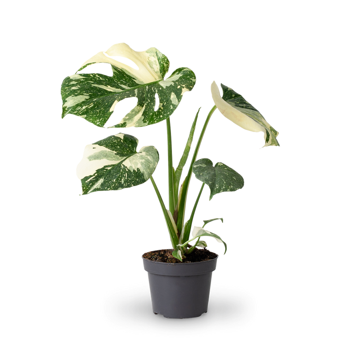 Monstera deliciosa 'Thai Constellation' (Rarität) kaufen