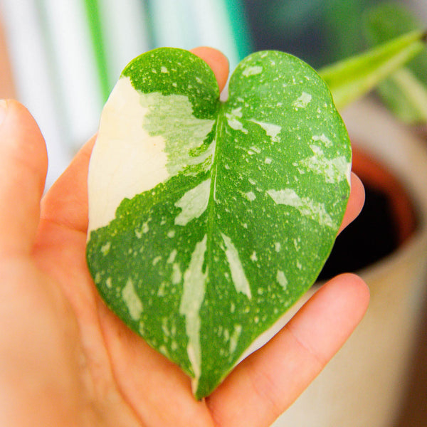 Hand berührt panaschiertes Blatt des Monstera deliciosa 'Thai Constellation' Stecklings