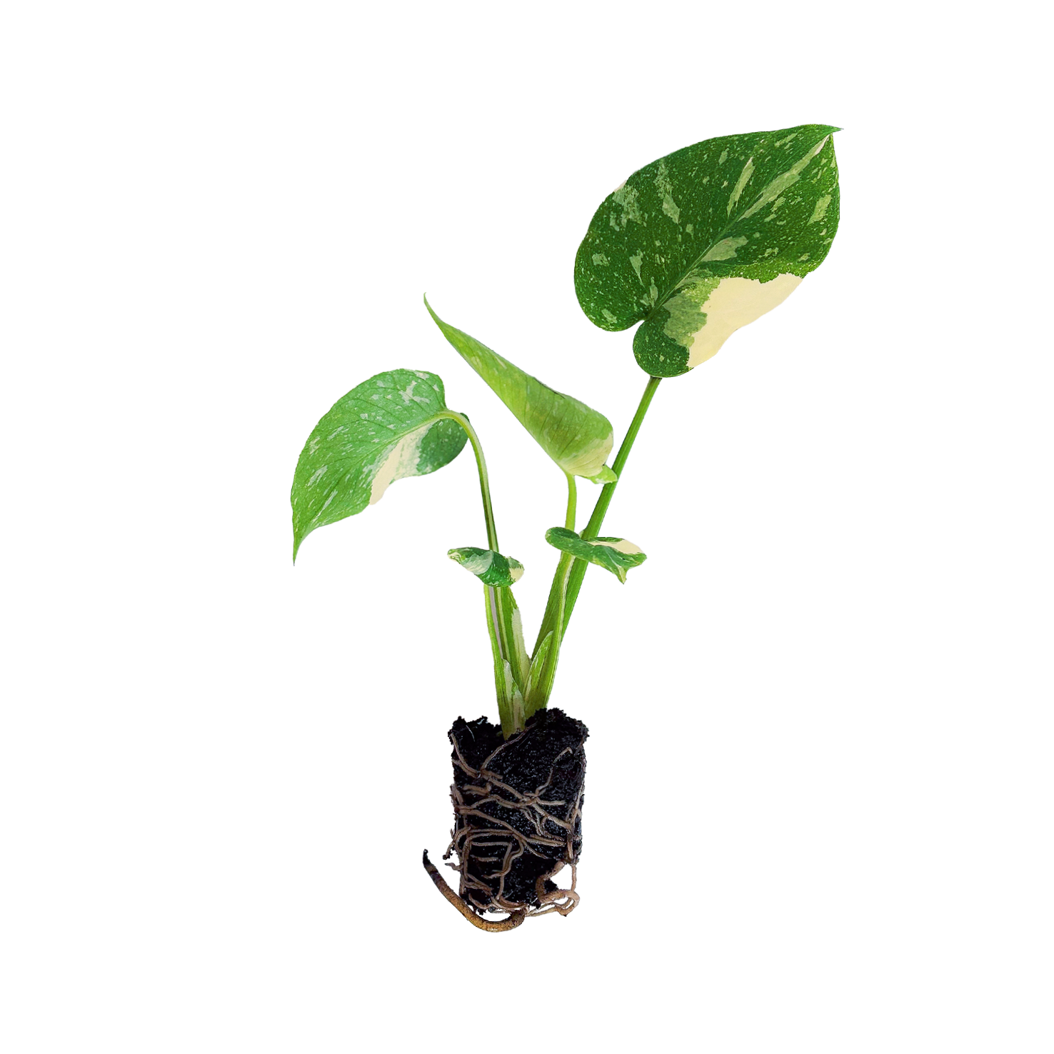 philodendron brasil standort Philodendron hederaceum 'Brasil' main image 0