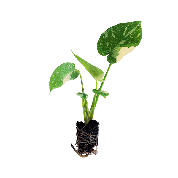 monstera deliciosa variegata steckling kaufen Monstera 'Thai Constellation' Steckling kaufen