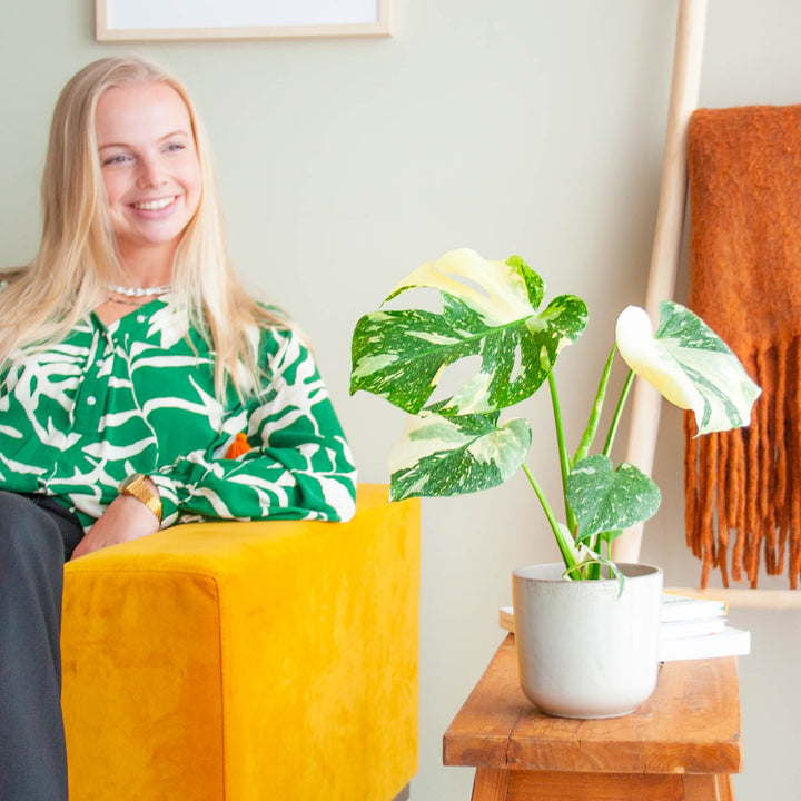 Frau hält seltene Monstera deliciosa 'Thai Constellation'